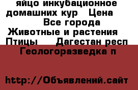 яйцо инкубационное домашних кур › Цена ­ 25 - Все города Животные и растения » Птицы   . Дагестан респ.,Геологоразведка п.